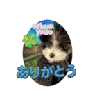 〔ポメマル〕くるみの会話（個別スタンプ：3）