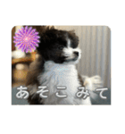 〔ポメマル〕くるみの会話（個別スタンプ：4）