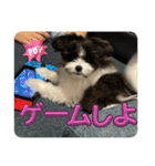 〔ポメマル〕くるみの会話（個別スタンプ：7）