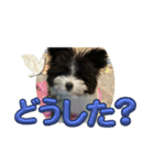 〔ポメマル〕くるみの会話（個別スタンプ：8）