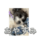 〔ポメマル〕くるみの会話（個別スタンプ：9）