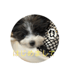 〔ポメマル〕くるみの会話（個別スタンプ：15）