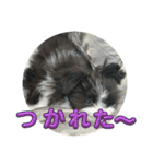 〔ポメマル〕くるみの会話（個別スタンプ：16）