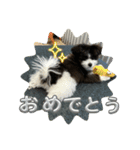 〔ポメマル〕くるみの会話（個別スタンプ：19）