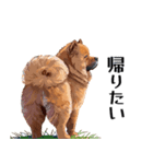 リアルなチャウチャウ犬（個別スタンプ：24）