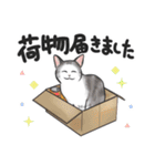 ねこレター 生存確認（個別スタンプ：24）