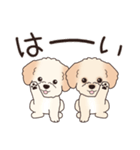 背景動く‼犬スタンプ＃6『マルプー』（個別スタンプ：3）