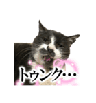 テトチャーン（個別スタンプ：1）