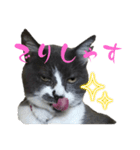 テトチャーン（個別スタンプ：3）