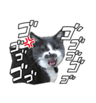 テトチャーン（個別スタンプ：4）
