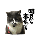 テトチャーン（個別スタンプ：5）