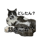 テトチャーン（個別スタンプ：6）