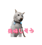 チロルルのスタンプ⑥（個別スタンプ：3）