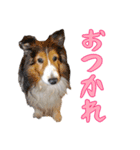チロルルのスタンプ⑥（個別スタンプ：8）