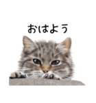 あいさつ、日常に使える猫イラスト（個別スタンプ：1）