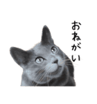 あいさつ、日常に使える猫イラスト（個別スタンプ：5）