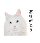 あいさつ、日常に使える猫イラスト（個別スタンプ：6）