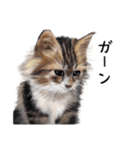 あいさつ、日常に使える猫イラスト（個別スタンプ：10）