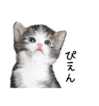 あいさつ、日常に使える猫イラスト（個別スタンプ：16）