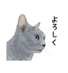 あいさつ、日常に使える猫イラスト（個別スタンプ：22）