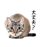 あいさつ、日常に使える猫イラスト（個別スタンプ：23）