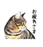 あいさつ、日常に使える猫イラスト（個別スタンプ：24）