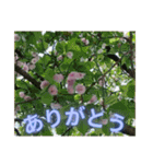 サクラだらけのスタンプ（個別スタンプ：5）