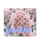 サクラだらけのスタンプ（個別スタンプ：8）