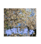 サクラだらけのスタンプ（個別スタンプ：10）