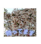 サクラだらけのスタンプ（個別スタンプ：13）
