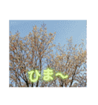 サクラだらけのスタンプ（個別スタンプ：19）