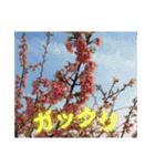 サクラだらけのスタンプ（個別スタンプ：30）
