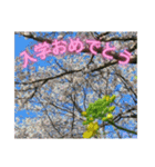 サクラだらけのスタンプ（個別スタンプ：32）