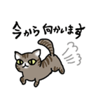 キジトラ猫と茶白猫のスタンプ（個別スタンプ：12）