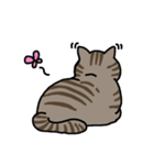 キジトラ猫と茶白猫のスタンプ（個別スタンプ：16）