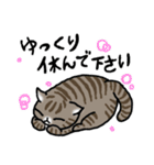 キジトラ猫と茶白猫のスタンプ（個別スタンプ：24）