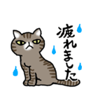 キジトラ猫と茶白猫のスタンプ（個別スタンプ：30）