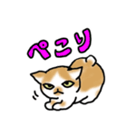 キジトラ猫と茶白猫のスタンプ（個別スタンプ：31）