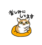 キジトラ猫と茶白猫のスタンプ（個別スタンプ：33）