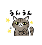 キジトラ猫と茶白猫のスタンプ（個別スタンプ：36）
