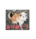 柴犬ミミの可愛いスタンプ（個別スタンプ：8）