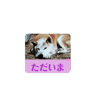 柴犬ミミの可愛いスタンプ（個別スタンプ：10）