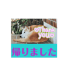 柴犬ミミの可愛いスタンプ（個別スタンプ：11）