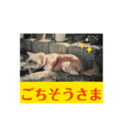 柴犬ミミの可愛いスタンプ（個別スタンプ：14）