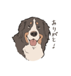にこにこバーニーズマウンテンドッグ（個別スタンプ：2）