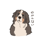 にこにこバーニーズマウンテンドッグ（個別スタンプ：13）