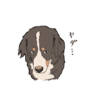 にこにこバーニーズマウンテンドッグ（個別スタンプ：16）