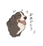 にこにこバーニーズマウンテンドッグ（個別スタンプ：17）