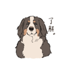 にこにこバーニーズマウンテンドッグ（個別スタンプ：22）