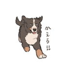 にこにこバーニーズマウンテンドッグ（個別スタンプ：24）